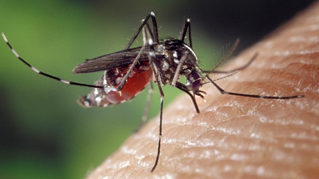 Новосибирские ученые поделились способами эффективной борьбы с комарами