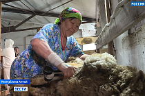 В Республике Алтай прошли соревнования по стрижке овец