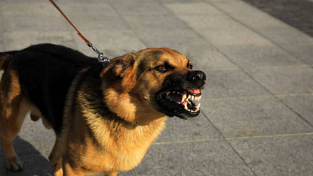 Под Новосибирском чиновники заплатят родителям ребенка 30 тысяч за укусы собаки