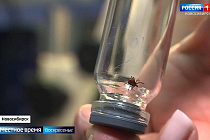 «Вести Новосибирск» выяснили лучшие способы защиты от клещей