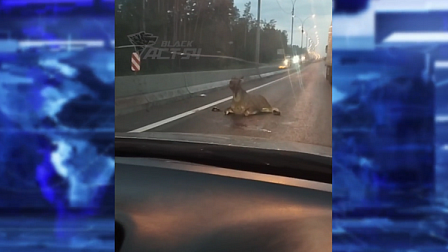 На Бердском шоссе в Новосибирске автомобиль сбил лося