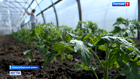 Новосибирские аграрии вышли на финишную прямую по высадке овощей