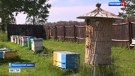 На пасеках Новосибирской области начали сбор первого мёда
