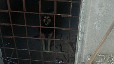 В Новосибирске спасатели вызволили собаку из-за решетки подвала