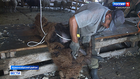 В Новосибирской области завершают сезон стрижки овец